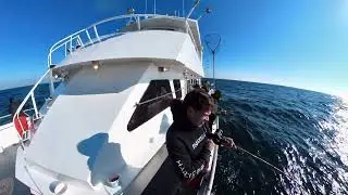 Big Seabass and big porgy pulled off the wreck of Long Island with Captain Lou
