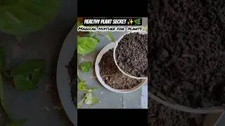 Secret Compost Mix for Greener, Healthier Plants 🌿💫 | Soil Booster Mix ✨#ytshorts #garden #shorts