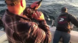 King Salmon on Willie Bee Charters in Two Rivers WI