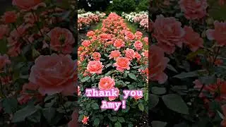 @amym.694 &lsquo;s rose garden
