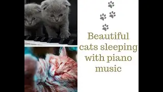 Beautiful cats sleeping with piano music , Cat sleep music piano