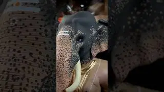Gajmukh ganpati murti 2025 nagpur | how to make ganpati murti #ganpati #ganesha #art #shorts