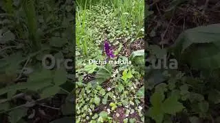 Orchis mascula growing in our permaculture orchard - streuobstwiese mittelfranken!