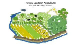 Farm-scale Natural Capital Accounting: How accounting can help farmers to save nature
