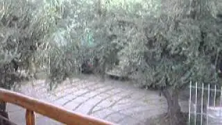 pedrea en San Rafael  22-2-11