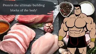 Protein  The Building Block of Life! The Ultimate Macronutrient! #protein #nutrition #fitness #gym