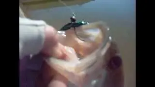 Flickn' Shimmy Technique with a Slider worm at Tempe Town Lake for Bass