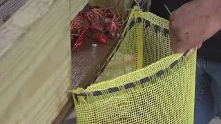 It&rsquo;s crawfish time | Early season brings big demand across Southeast Texas