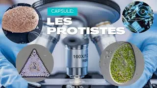 Les protistes - un monde microscopique