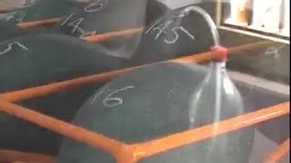 Economic of small scale Emu farming