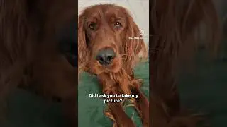 Paparazzi #irishsetter #austrailianshepherd #paparazzi #camera #photos #dogs #funny #aussie #dog