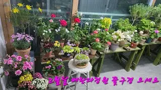2월 베란다정원 꽃구경 오세요 
