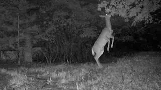 The Best Trail Cam Video You'll Ever Watch
