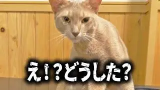 愛猫が涙を流していた。