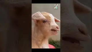 cute goat kid video 😂😂#cute #goats #kids #shorts