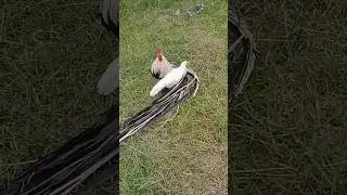 Onagadori chicken mating #shorts #feedshorts #longtailrooster #chickenmatting #trending #birds