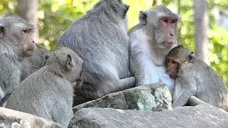 STOP Feeding Milk Poor Janet | Jane and Janna No Break Feeding | Sounds Monkey
