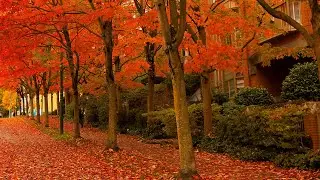 November | Sad Love Song – Original Music