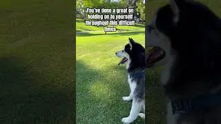 I&rsquo;m proud of you #dogparent #dogvideo #husky #dog #funnydog #funnyvideo #pets #shorts