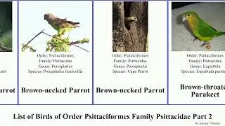 List of Birds of Order Psittaciformes Family Psittacidae Part 2 parrot parakeet lory patagonus Fig