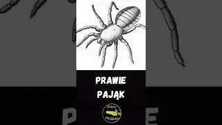 Idmonarachne brasieri &ndash; prehistoryczny &bdquo;pająk&rdquo; bez sieci! 🕷️🌍