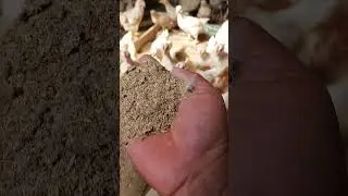pakan alternatif (Kepala Udang) pengganti konsentrat untuk bebek dan lele