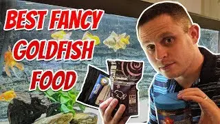 Best Fancy Goldfish Food - What I Feed My Fish