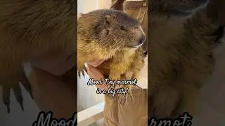 Those Tiny Paws Though 🐾🥹 | Marmot Cuteness Overload! #japan #animals #cafe #tokyo #japantravel