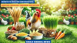 Secrets to Healthy and Beautiful Bantam Chickens Through Nutrition | Daily Animal News