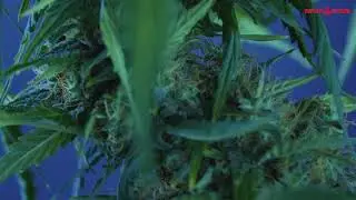 AUTO MORPHINE