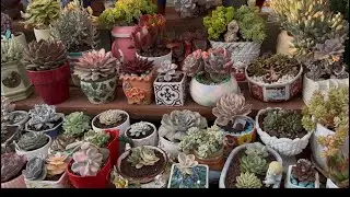 Variegated Succulent Collection | 31 Beautiful Types With Names ❤️