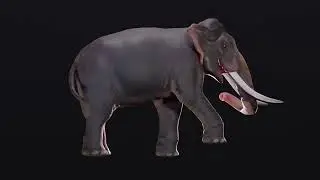Realistic 3D Elephant with Tusks