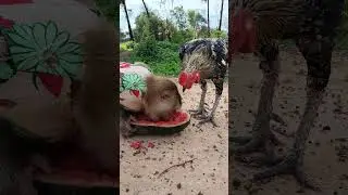 Is Sweet ? ToTo Looking At SokYaa Eating Delicious #shorts