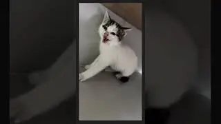 Toda vida importa #gato #cats #foryou #funny #viral