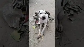 Road par mila pak bully puppy||#rescue#viral#dog#bully#shorts#short#shortsvideo#shortsfeed#doglover