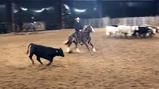 SKYLARK   2016 mare by Bamacat trained by Wayne Robinson