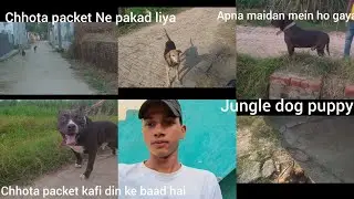Kafi din ke bad aaya Chhota packet packet Ne attack Kar Diya jungali dog