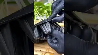 Technique for taking plant seeds from traypots #farming #shorts