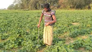 হাইব্রিড খিরা চাষ পদ্ধতি। খিরা চাষে মুক্ত আলোচনা। রোগবালাই ও ফলন বৃদ্ধি