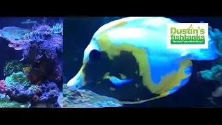 BEST Saltwater Coral REEF Aquarium Store I've seen