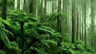 Medium Rain Sounds On Fern Trees, Deep Jungle Rain Sounds, Rain For Sleeping, Study  And Relaxation