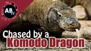 Chased By A Komodo Dragon! Corey Wild - Ep. 5 : AnimalBytesTV