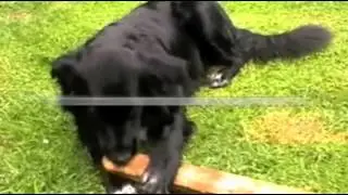 My Dog Is Chewing Everything - How To Redirect A Chewing Dog