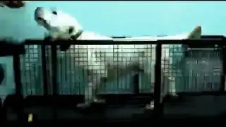 прима персона питомник