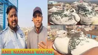 अनिल नारायण वालों के कलसरे मद्रासी कबूतर #pigeon #कबूतर #अनिल नारायण 