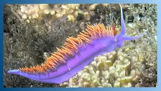 Painting with a Scientist - Sea Slugs