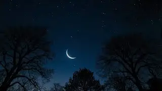 Relaxing Cricket Sounds in a Dark Forest | ASMR Night Ambience for Sleep & Study🌙