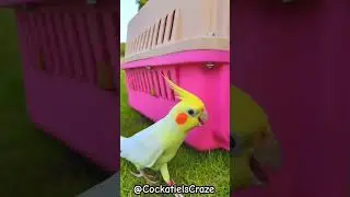 Cockatiels Craze: Outdoor Fun with Adorable Cockatiels | Cute Bird Adventures