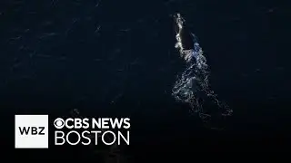 20% of world's right whale population gathered off New England in unusual sighting