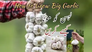 Garlic farming Hernai lasan pink china garlic G1 desi gulabi lasan farming in Pakistan